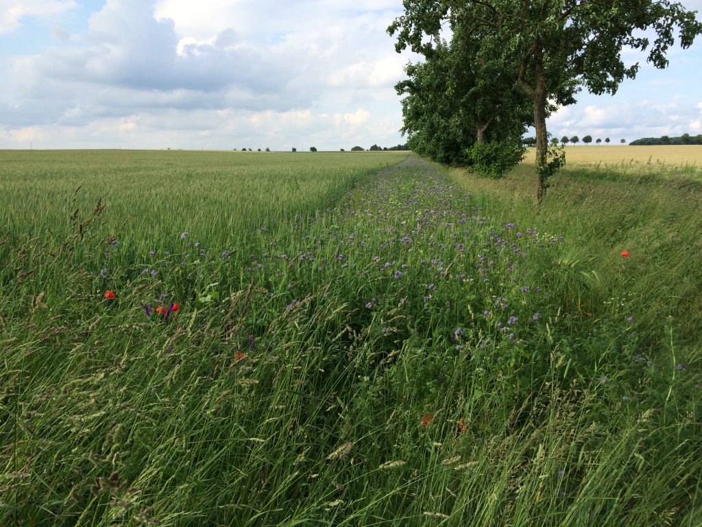 Quelle: Bojanowski, 2016